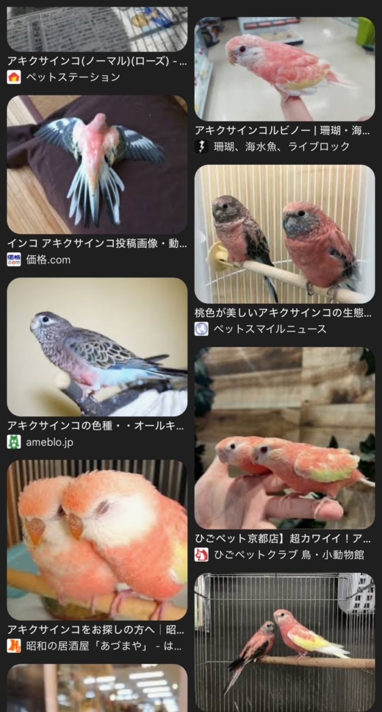 アキクサインコの火葬　プティセレモ