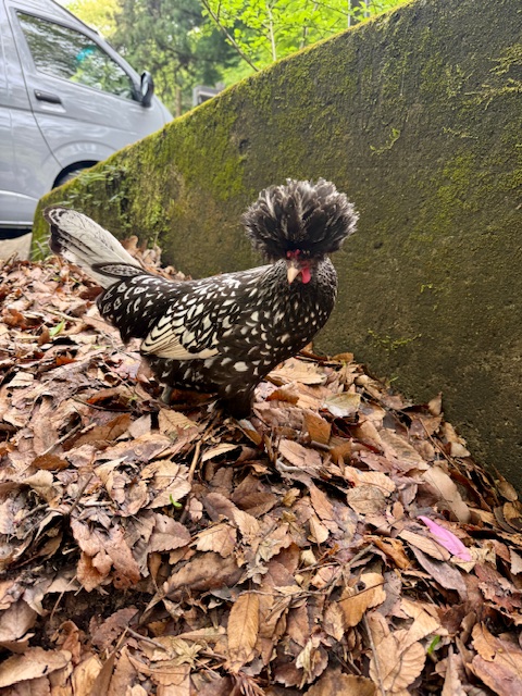 ニワトリ　ペット　火葬