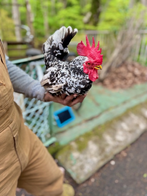 東京都　八王子市　ペット火葬