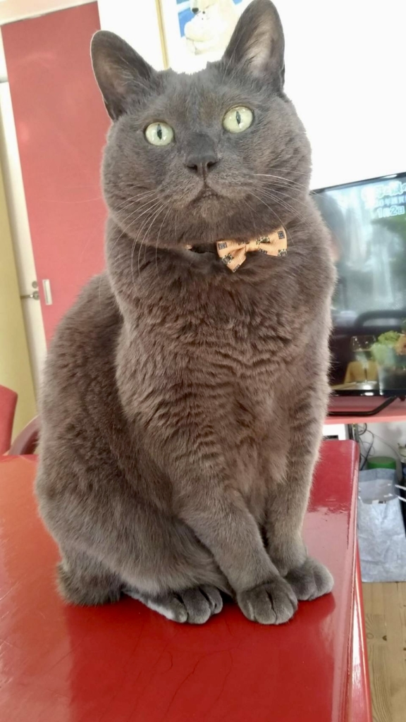 世田谷区　猫の火葬