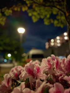 船橋市　ペット火葬　プティセレモ